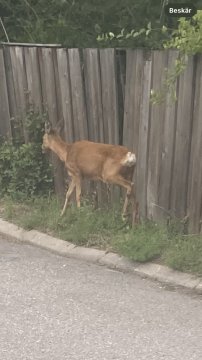 Duo2 från Stockholms län,Sverige